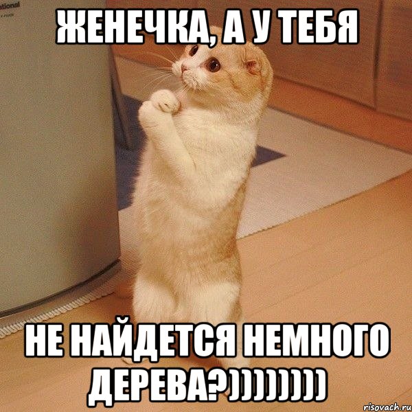 женечка, а у тебя не найдется немного дерева?)))))))), Мем  котэ молится