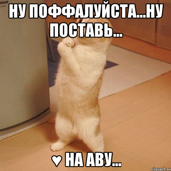 ну поффалуйста...ну поставь... ♥ на аву..., Мем  котэ молится