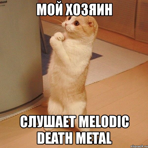 мой хозяин слушает melodic death metal, Мем  котэ молится