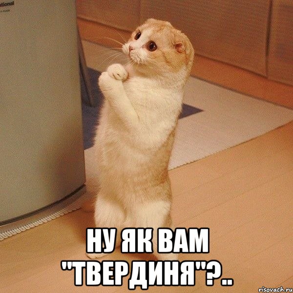  ну як вам "твердиня"?.., Мем  котэ молится