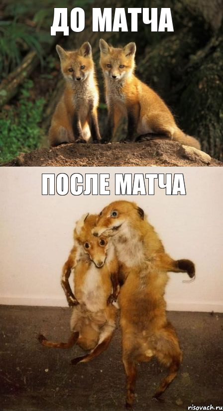 до матча после матча, Комикс Лисицы