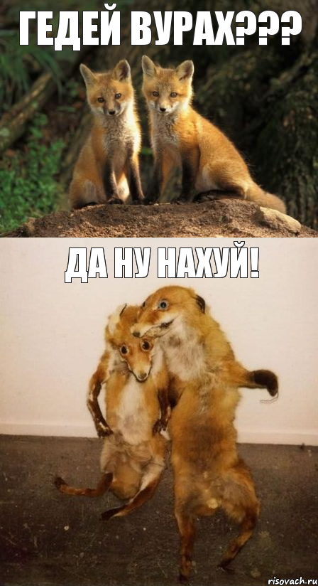 Гедей Вурах??? Да ну нахуй!, Комикс Лисицы