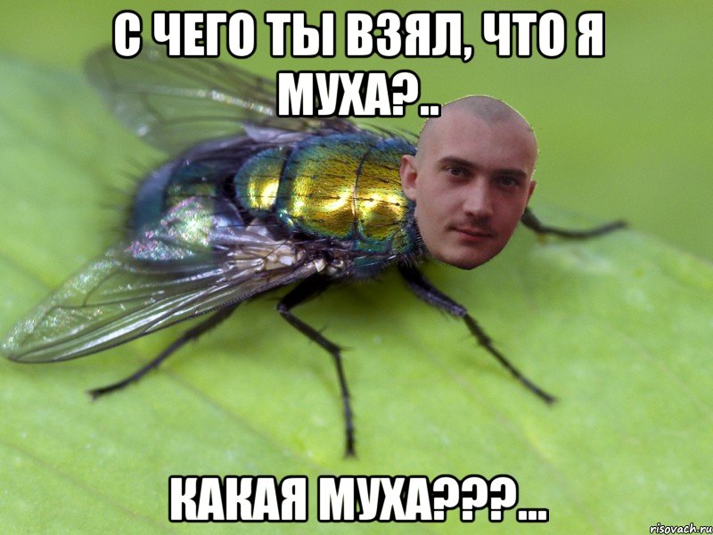 с чего ты взял, что я муха?.. какая муха???...