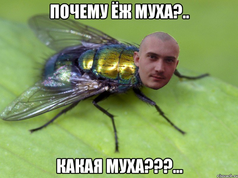 почему ёж муха?.. какая муха???..., Мем муха