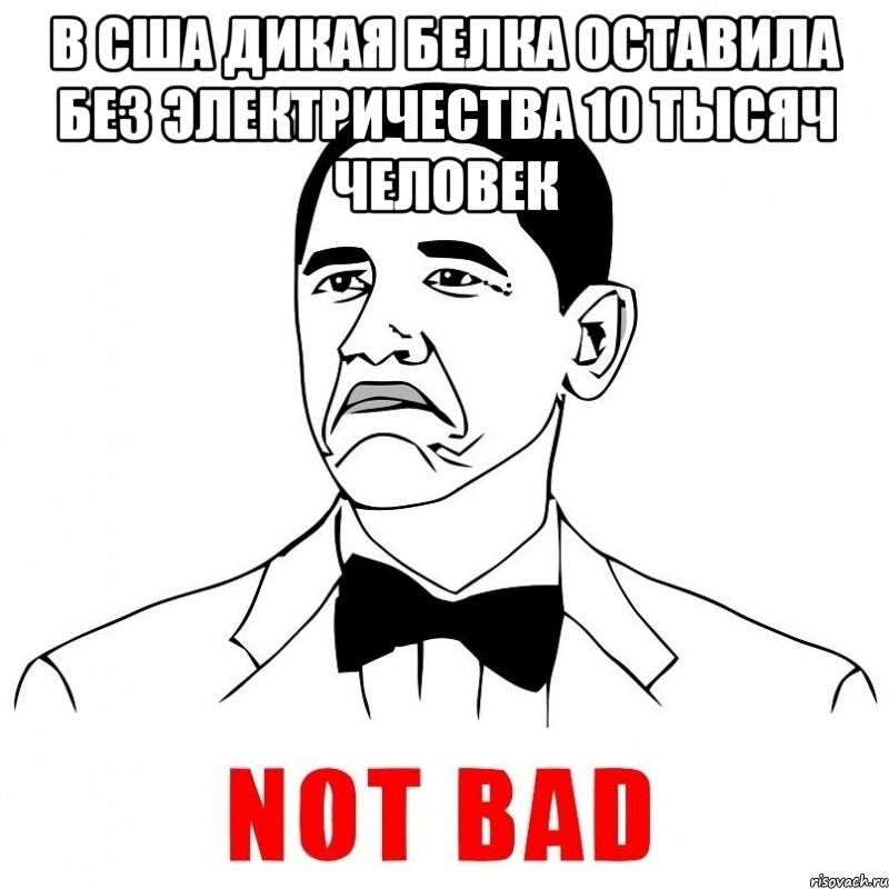 в сша дикая белка оставила без электричества 10 тысяч человек 