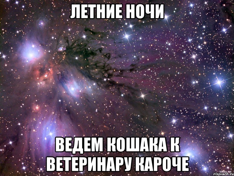 летние ночи ведем кошака к ветеринару кароче, Мем Космос