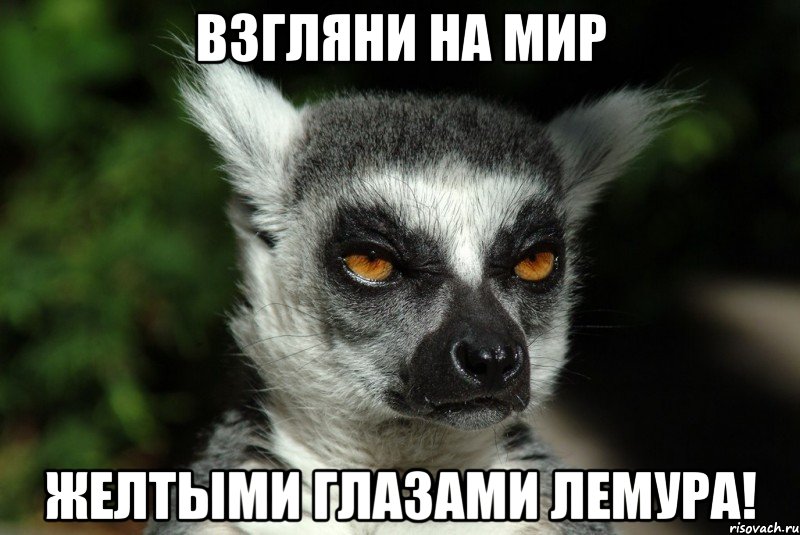 взгляни на мир желтыми глазами лемура!, Мем Они опять сделали это