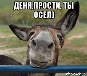 деня,прости, ты осел) 