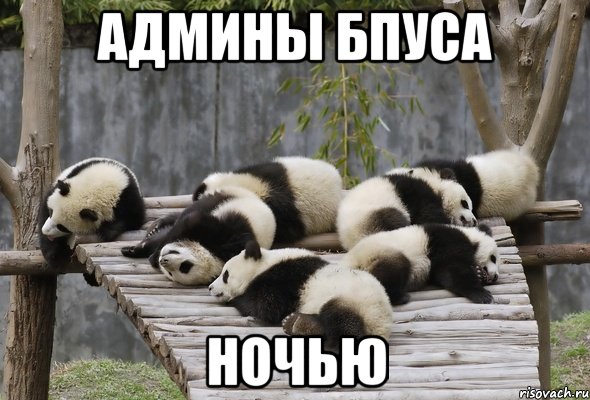 админы бпуса ночью, Мем панды