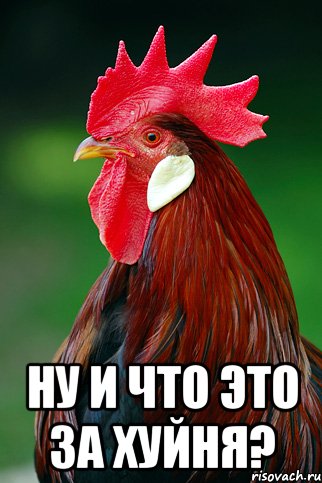  ну и что это за хуйня?, Мем петух