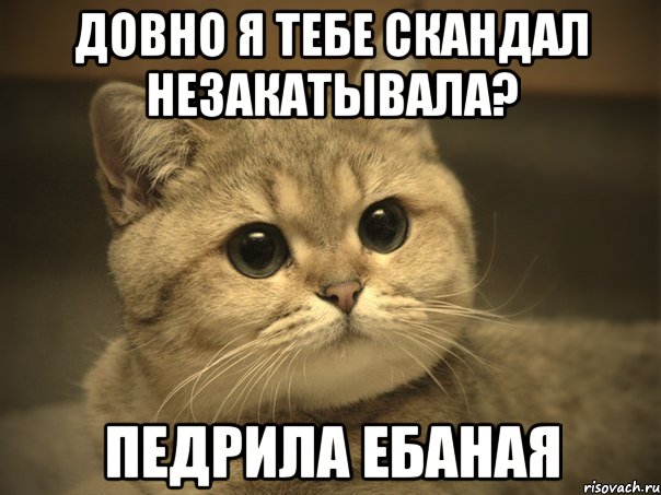 довно я тебе скандал незакатывала? педрила ебаная, Мем Пидрила ебаная котик