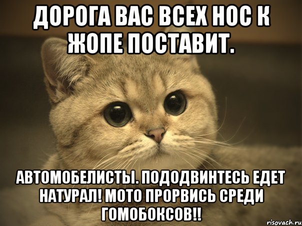 дорога вас всех нос к жопе поставит. автомобелисты. пододвинтесь едет натурал! мото прорвись среди гомобоксов!!, Мем Пидрила ебаная котик