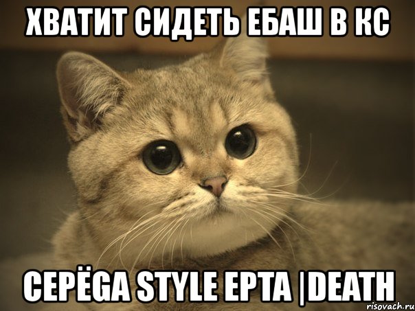 хватит сидеть ебаш в кс cepёga style epta |death, Мем Пидрила ебаная котик