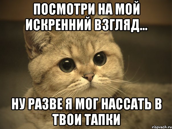 посмотри на мой искренний взгляд... ну разве я мог нассать в твои тапки, Мем Пидрила ебаная котик