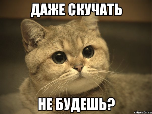 даже скучать не будешь?, Мем Пидрила ебаная котик