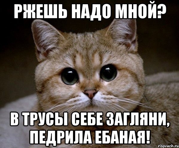 ржешь надо мной? в трусы себе загляни, педрила ебаная!, Мем Пидрила Ебаная