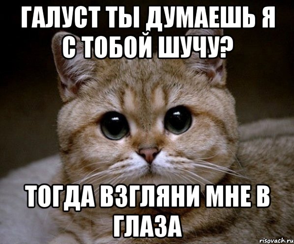 галуст ты думаешь я с тобой шучу? тогда взгляни мне в глаза, Мем Пидрила Ебаная