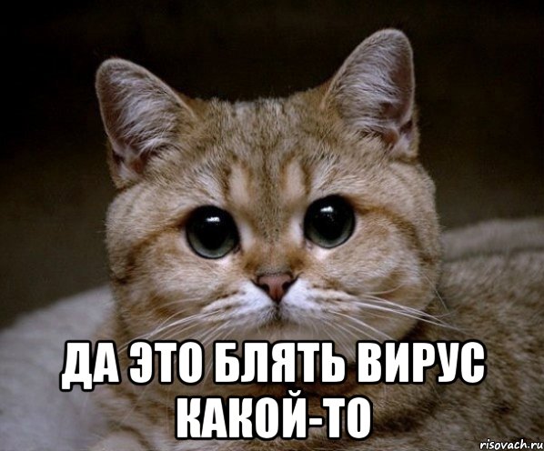  да это блять вирус какой-то, Мем Пидрила Ебаная