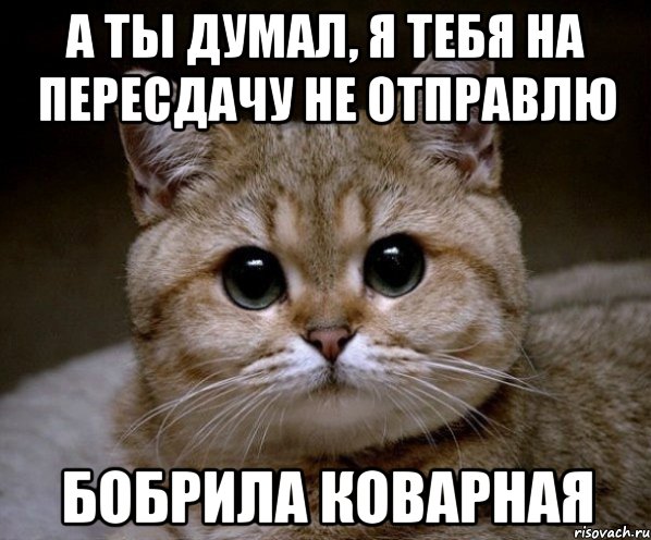 а ты думал, я тебя на пересдачу не отправлю бобрила коварная, Мем Пидрила Ебаная