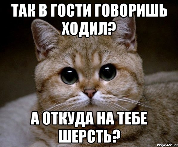 так в гости говоришь ходил? а откуда на тебе шерсть?, Мем Пидрила Ебаная