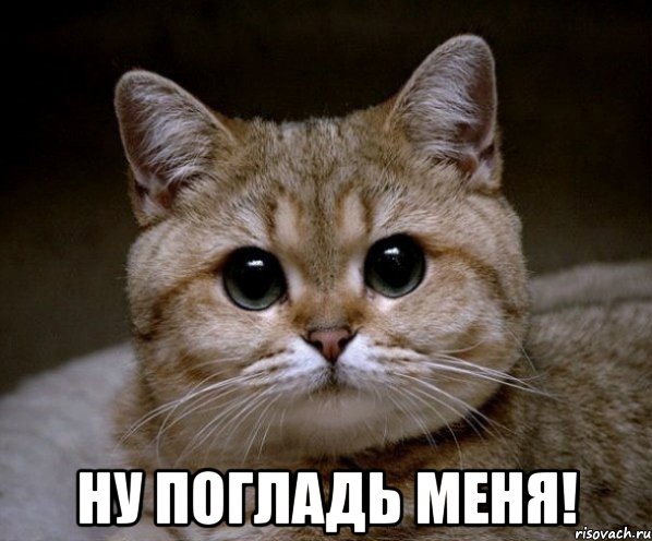  ну погладь меня!, Мем Пидрила Ебаная
