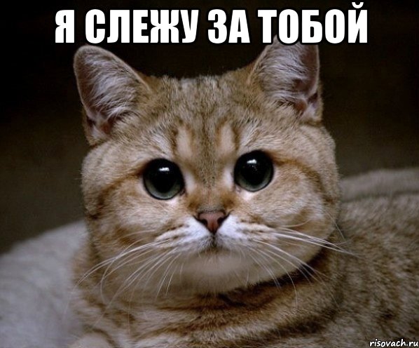 я слежу за тобой , Мем Пидрила Ебаная