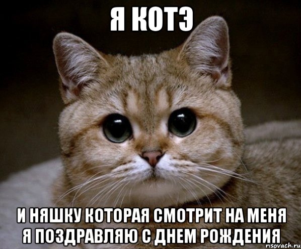 я котэ и няшку которая смотрит на меня я поздравляю с днем рождения, Мем Пидрила Ебаная
