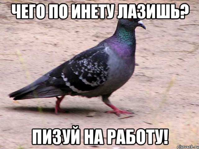 чего по инету лазишь? пизуй на работу!, Мем Пиздуй
