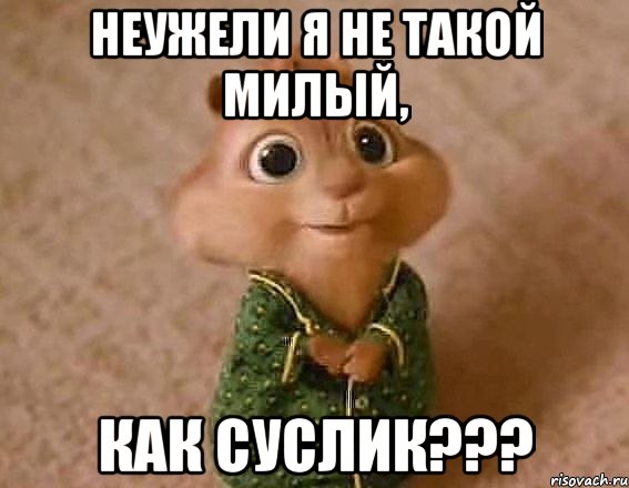 неужели я не такой милый, как суслик???, Мем Примерно так выглядит Ксюня кото