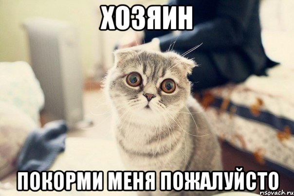 хозяин покорми меня пожалуйсто, Мем просто кот