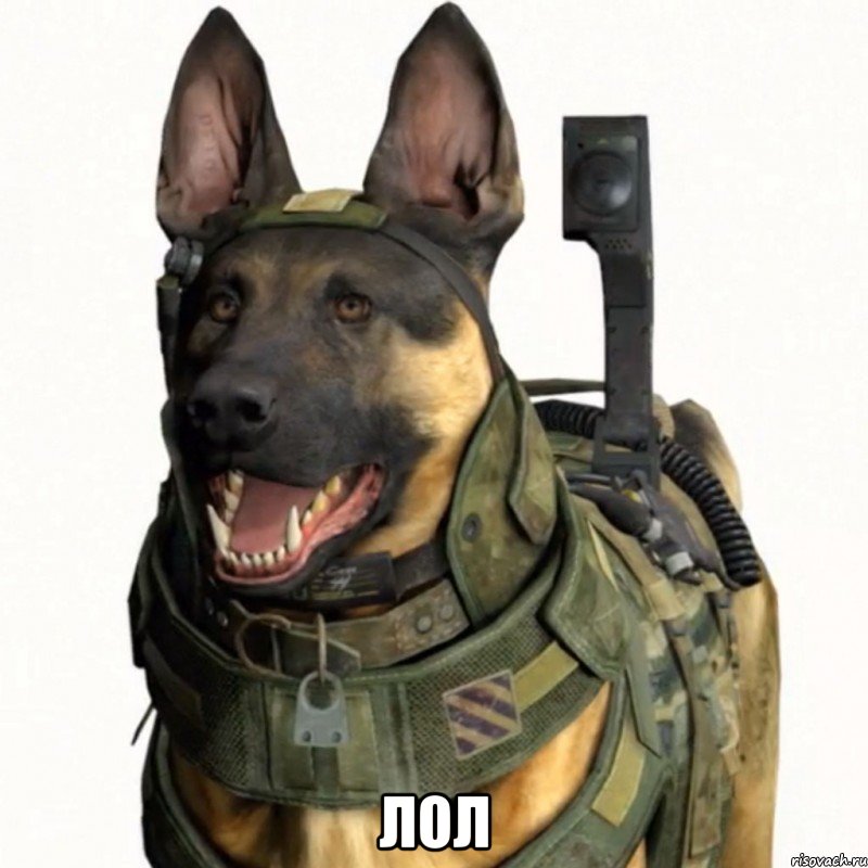  лол, Мем собака из CoD