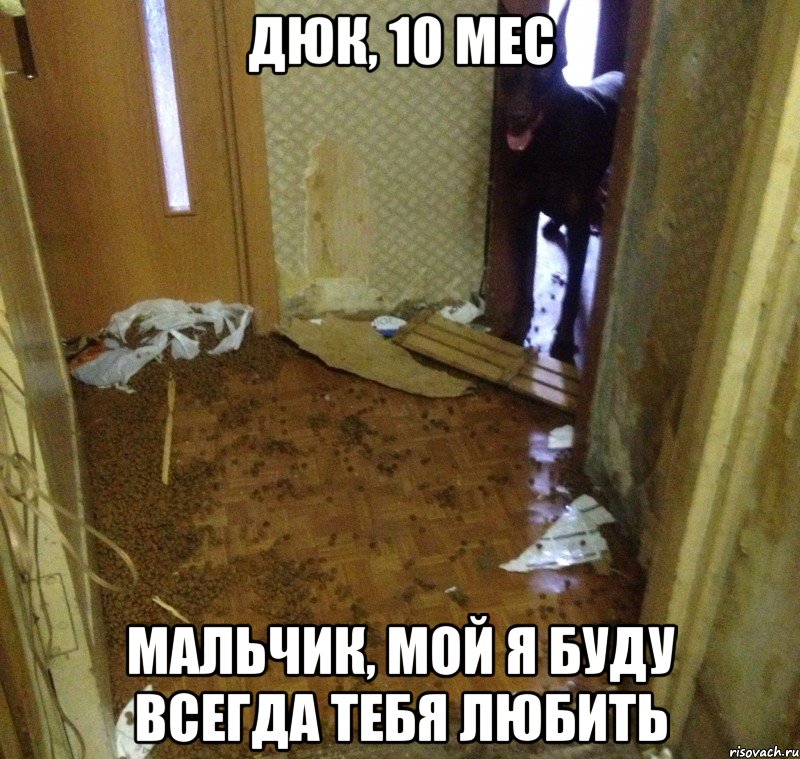 дюк, 10 мес мальчик, мой я буду всегда тебя любить, Мем Собака