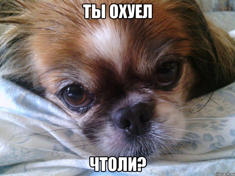 ты охуел чтоли?, Мем Собака