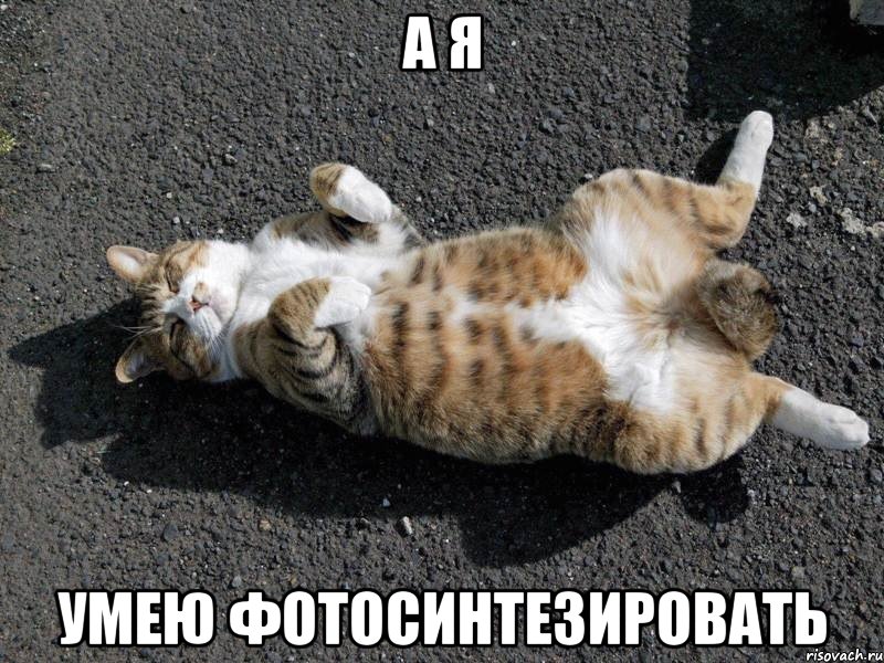 а я умею фотосинтезировать, Мем Типичные одиночки