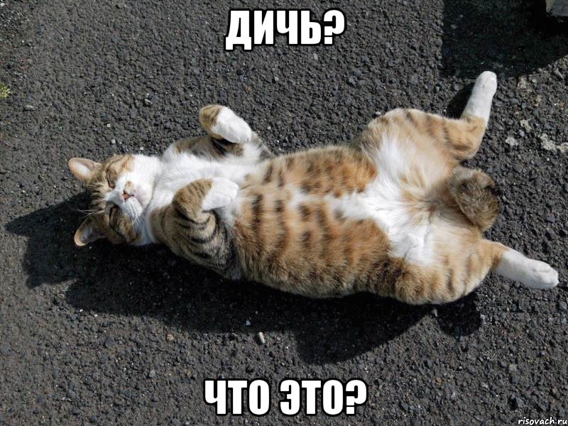 дичь? что это?, Мем Типичные одиночки