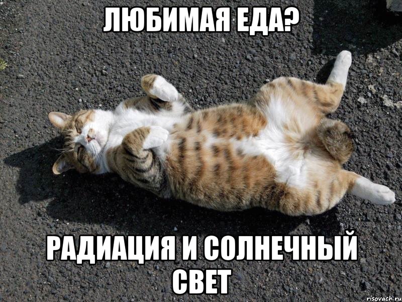 любимая еда? радиация и солнечный свет, Мем Типичные одиночки