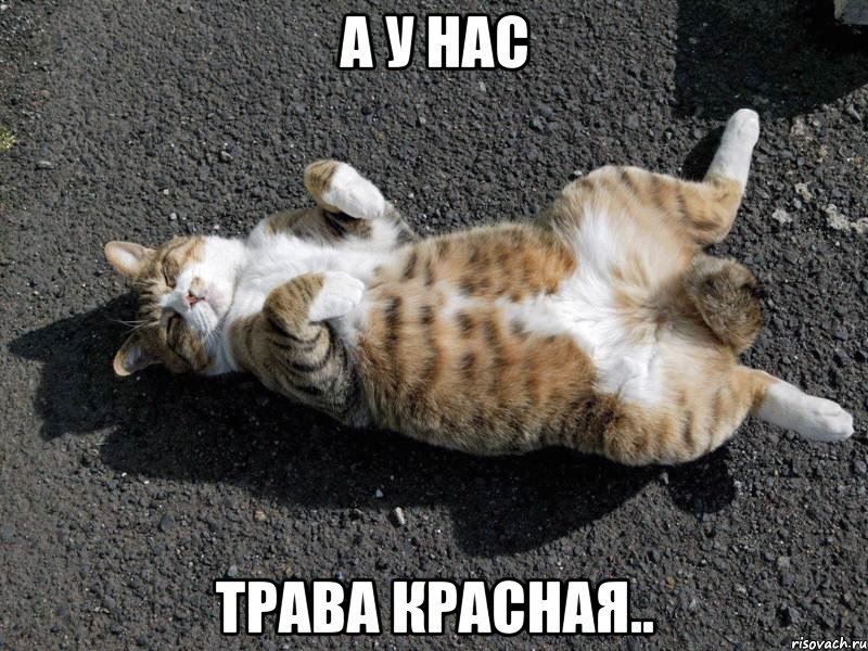 а у нас трава красная.., Мем Типичные одиночки