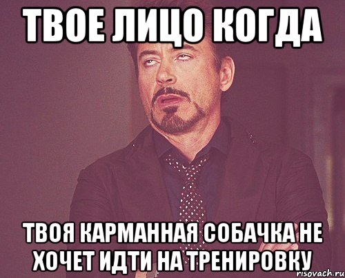 твое лицо когда твоя карманная собачка не хочет идти на тренировку, Мем твое выражение лица