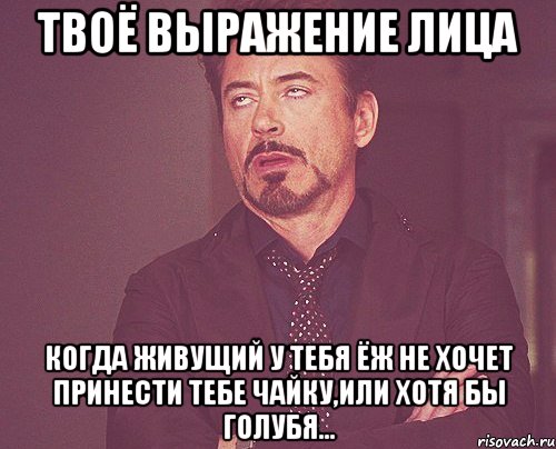 твоё выражение лица когда живущий у тебя ёж не хочет принести тебе чайку,или хотя бы голубя..., Мем твое выражение лица