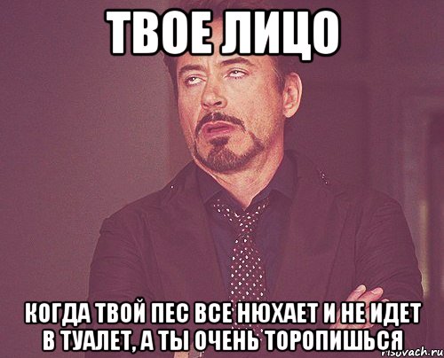 твое лицо когда твой пес все нюхает и не идет в туалет, а ты очень торопишься, Мем твое выражение лица