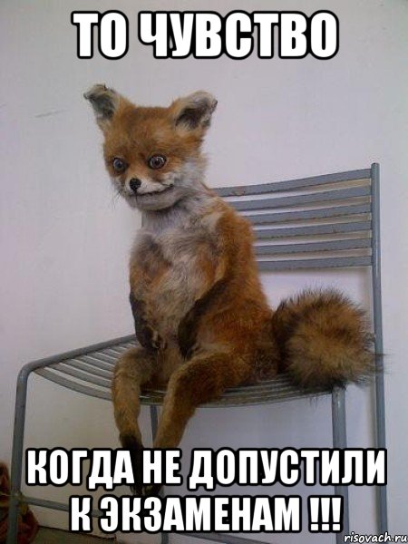 то чувство когда не допустили к экзаменам !!!, Мем Упоротая лиса