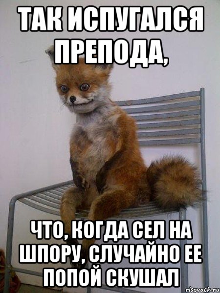 так испугался препода, что, когда сел на шпору, случайно ее попой скушал, Мем Упоротая лиса
