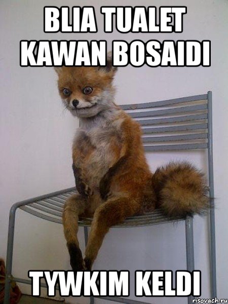 blia tualet kawan bosaidi tywkim keldi, Мем Упоротая лиса