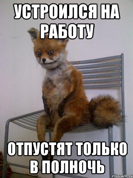 устроился на работу отпустят только в полночь, Мем Упоротая лиса