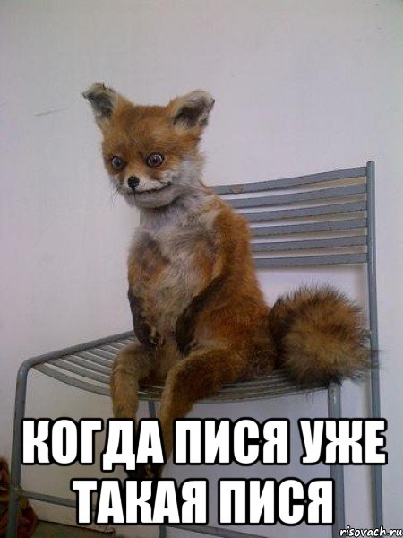  когда пися уже такая пися, Мем Упоротая лиса