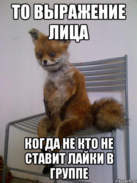 случайно зашла в бостон, Мем Упоротая лиса