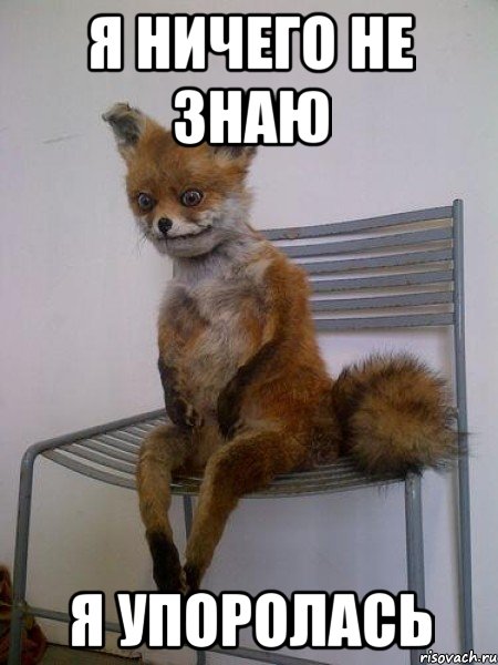я ничего не знаю я упоролась, Мем Упоротая лиса