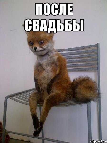 после свадьбы , Мем Упоротая лиса