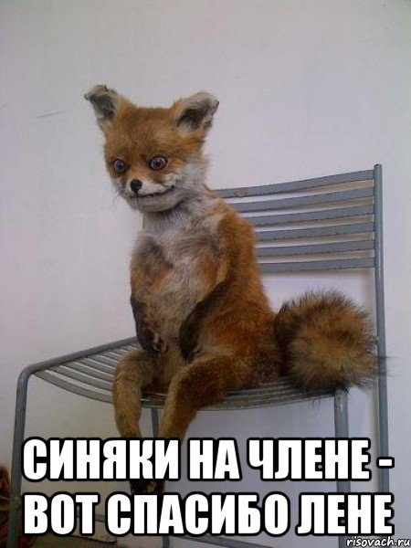  синяки на члене - вот спасибо лене, Мем Упоротая лиса