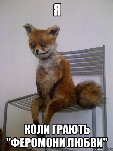я коли грають "феромони любви", Мем Упоротая лиса